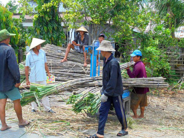 Ngành mía đường "tụt dốc"