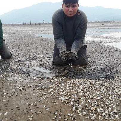 Ngao chết trắng bãi, người nuôi thiệt hại hàng chục tỉ đồng