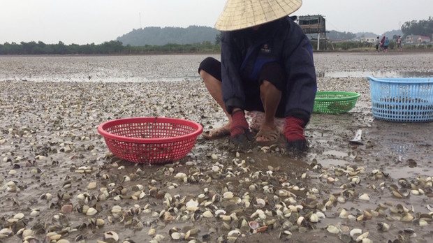 Ngao chết trắng bờ biển không rõ nguyên nhân, dân nuốt nước mắt nhặt vỏ đổ từng đống - Ảnh 9.