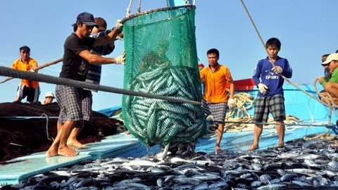 Ngày mai, EU sẽ đến Việt Nam kiểm tra việc khắc phục "thẻ vàng"