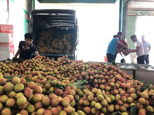 Ngay tại Bắc Giang, vải tươi loại 1 mua tại vườn đã 70.000 đồng/kg!