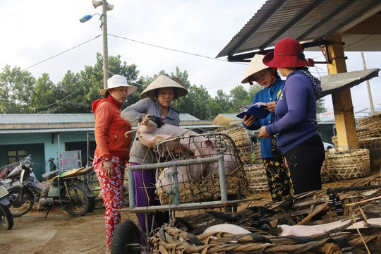  Nghề độc ở chợ heo lớn nhất Quảng Nam - Ảnh 14.