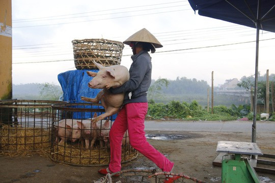  Nghề độc ở chợ heo lớn nhất Quảng Nam - Ảnh 21.