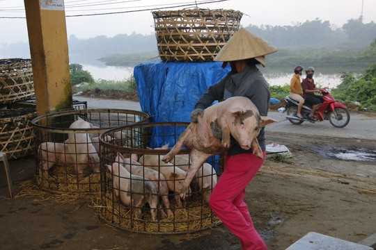  Nghề độc ở chợ heo lớn nhất Quảng Nam - Ảnh 30.