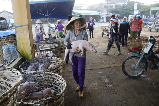  Nghề độc ở chợ heo lớn nhất Quảng Nam - Ảnh 9.