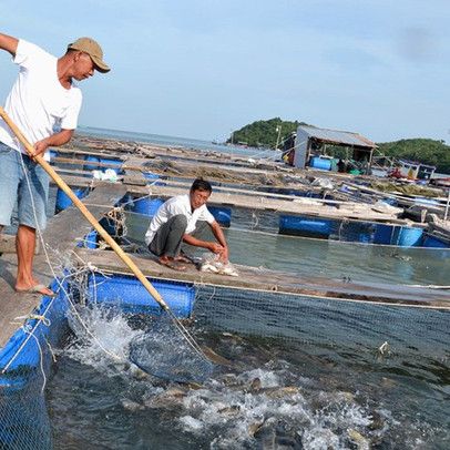 Nghề nuôi "cá bạc tỷ" ở Sơn Hải