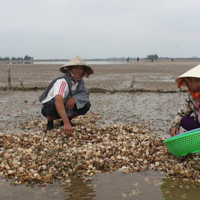 Nghêu bất ngờ chết trắng bãi