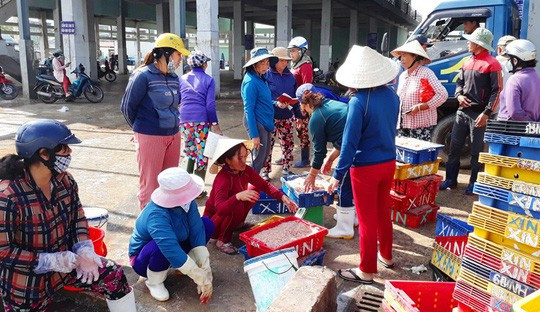 Ngư dân Bình Định kiếm tiền triệu sau vài giờ ra khơi nhờ trúng ruốc biển - Ảnh 2.