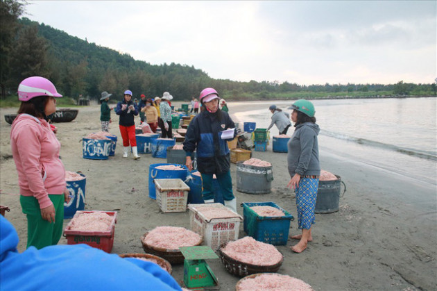 Ngư dân Đà Nẵng trúng mùa ruốc đầu năm, thu nhập bạc triệu mỗi ngày - Ảnh 5.