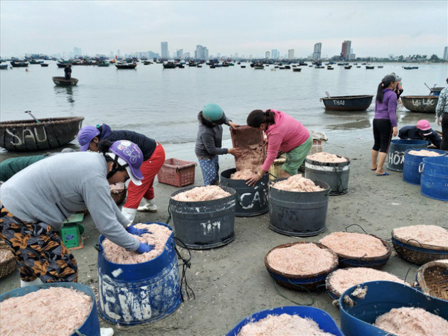 Ngư dân Đà Nẵng trúng mùa ruốc đầu năm, thu nhập bạc triệu mỗi ngày - Ảnh 8.