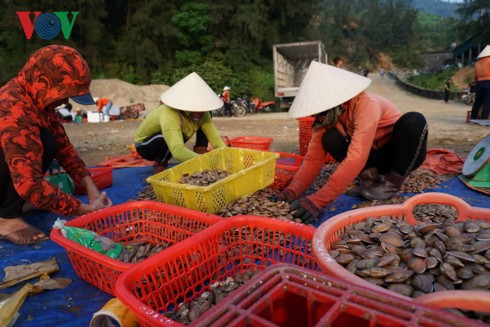 Ngư dân Hà Tĩnh thu tiền triệu mỗi ngày nhờ trúng “lộc trời” sò lụa - Ảnh 11.