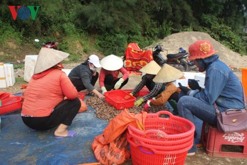 Ngư dân Hà Tĩnh thu tiền triệu mỗi ngày nhờ trúng “lộc trời” sò lụa - Ảnh 2.