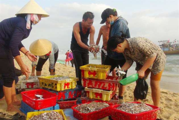 Ngư dân Quảng Bình cười tươi hơn tết nhờ trúng mùa, trúng giá cá trích - Ảnh 4.