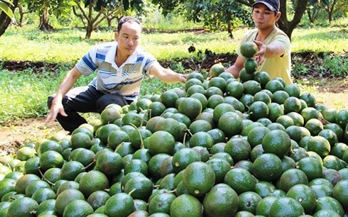 Người dân Đắk Nông đua nhau trồng bơ booth khiến quy hoạch bị phá vỡ