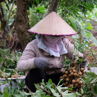 Người dân 'khóc ròng' vì nông sản tắc đầu ra