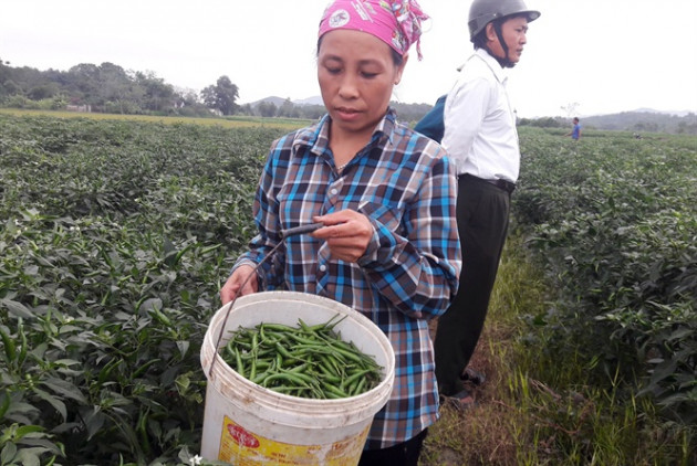 Người dân lo lắng vì giá ớt cay xuất khẩu chỉ bằng một nửa năm ngoái!