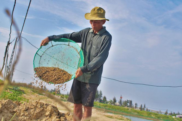 Người dân nguy cơ mất trắng tiền tỷ vì ốc hương chết hàng loạt - Ảnh 9.