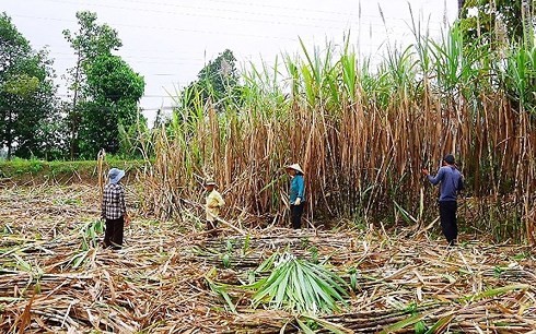 Người dân Ninh Thuận phá bỏ cây mía vì lợi nhuận thấp - Ảnh 1.