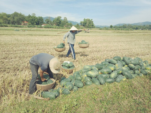 Người nông dân Quảng Nam, Quảng Ngãi lại khóc ròng vì giá dưa lao dốc