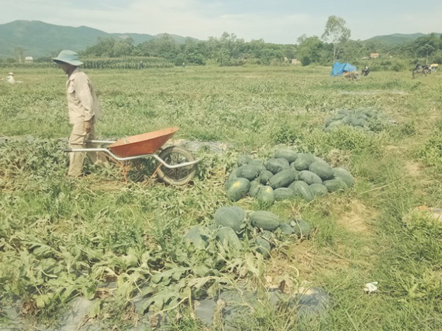  Người nông dân Quảng Nam, Quảng Ngãi lại khóc ròng vì giá dưa lao dốc - Ảnh 4.