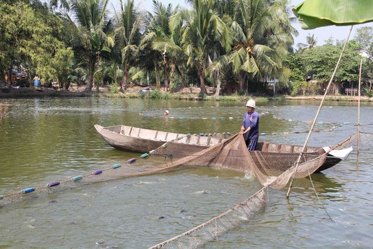 Người nuôi cá tra không nên "ngủ quên trên chiến thắng"!