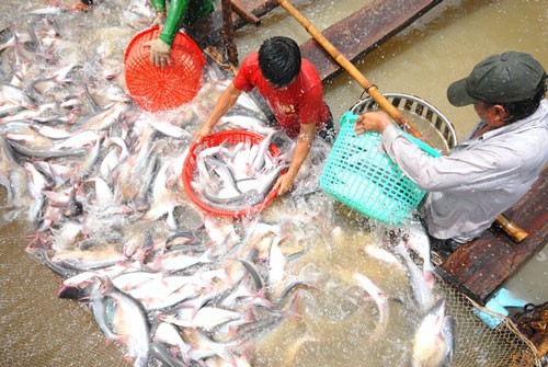 Người nuôi lãi to, cá tra giống lại thiếu