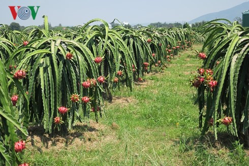 Người trồng thanh long bọc báo quanh trái chín chờ giá lên - Ảnh 1.