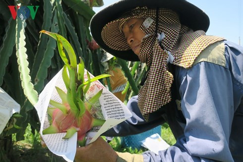 Người trồng thanh long bọc báo quanh trái chín chờ giá lên - Ảnh 2.