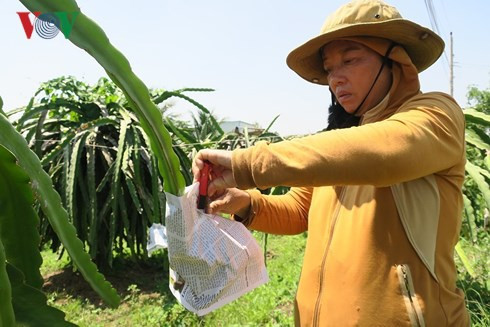 Người trồng thanh long bọc báo quanh trái chín chờ giá lên - Ảnh 3.