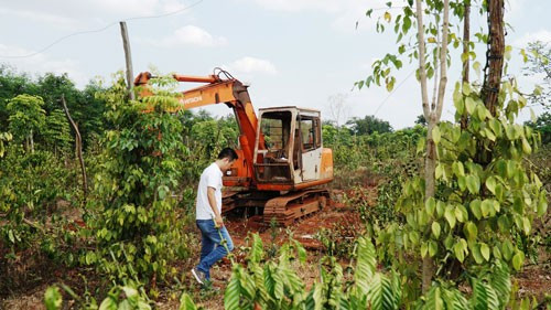 Người trồng tiêu, cà phê lỗ nặng vì bị... "bẻ kèo"