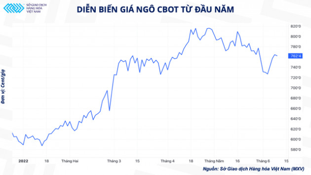 Nguồn cung ngô đang dần nới lỏng - gánh nặng về chi phí trong ngành chăn nuôi sẽ giảm bớt? - Ảnh 1.