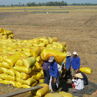 Nguồn cung thấp đẩy giá gạo xuất khẩu lên cao nhất 2 năm