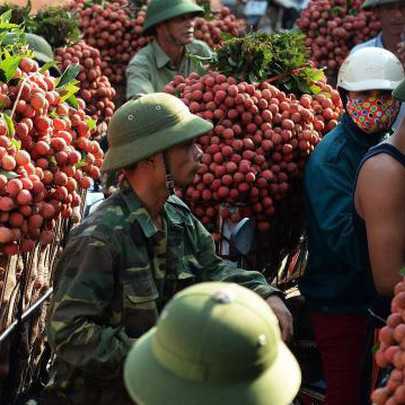 "Nguồn sống" của hàng triệu nông dân Việt Nam gặp khó, làm sao tìm "cơ" trong "nguy"?