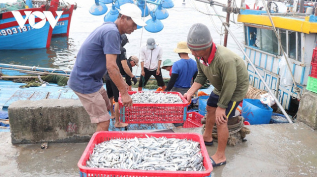 Nguyên liệu cá làm nước mắm trước nguy cơ cạn kiệt - Ảnh 1.