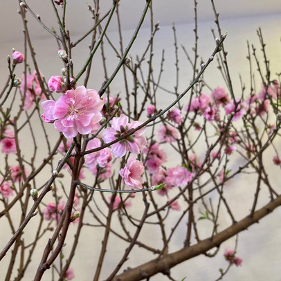 Nhà đầu tư sẽ được hái lộc đầu xuân Tân Sửu?