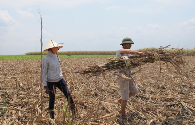 Nhà máy chậm thu mua mía, nông dân “ngồi trên đống lửa”