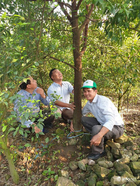 Nhân giống vô tội vạ, cây đàn hương tỷ đô từ vàng ròng có nguy cơ khóc ròng - Ảnh 2.