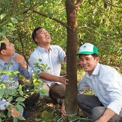 Nhân giống vô tội vạ, cây đàn hương tỷ đô từ "vàng ròng" có nguy cơ "khóc ròng"