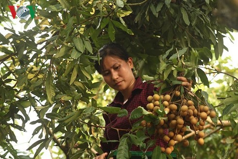 Nhãn lồng Hưng Yên chất lượng cao nông dân “găm” chưa muốn thu hoạch - Ảnh 1.