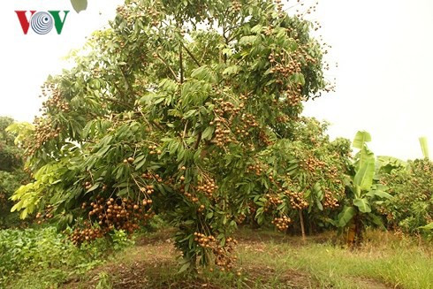 Nhãn lồng Hưng Yên chất lượng cao nông dân “găm” chưa muốn thu hoạch - Ảnh 2.