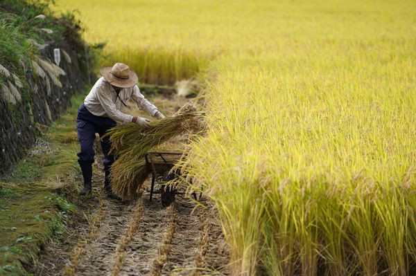  Nhật Bản đau đầu vì người dân chán ăn cơm với cá - Ảnh 4.