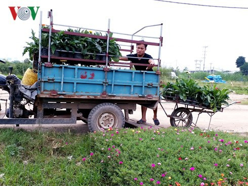 Những cánh đồng tiền tỷ ở Văn Giang, Hưng Yên - Ảnh 2.