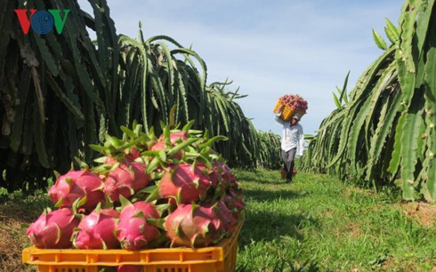 Những tỷ phú chân đất nhờ trồng thanh long - Ảnh 3.