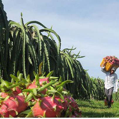 Những tỷ phú "chân đất" nhờ trồng thanh long