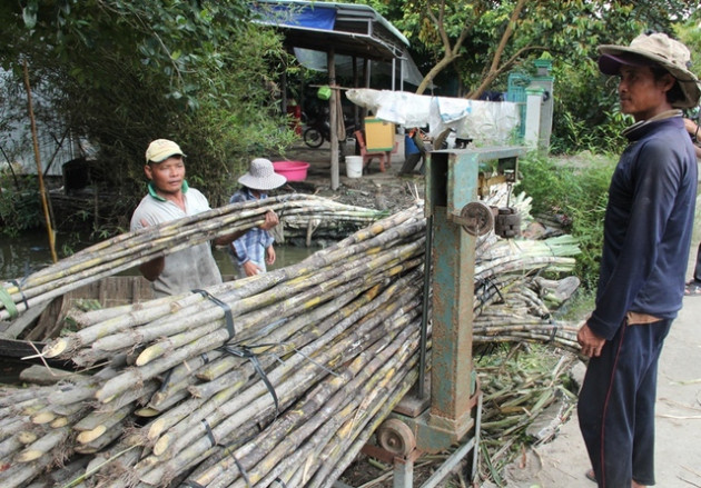 Niềm vui "mía chục" và nỗi lo mía nguyên liệu của doanh nghiệp