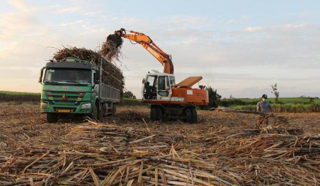 Niềm vui mía chục và nỗi lo mía nguyên liệu của doanh nghiệp - Ảnh 2.