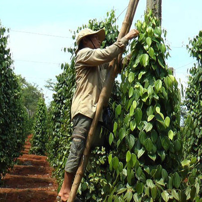 Nikkei: Việt Nam có tiềm năng trở thành trung tâm nông nghiệp Đông Nam Á