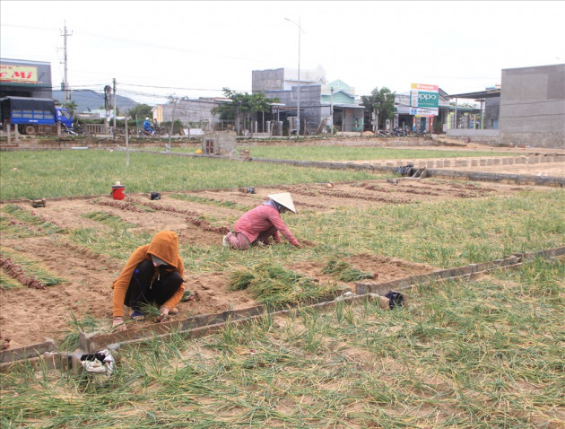 Ninh Thuận: Hành tím rớt giá, nông dân đứng ngồi không yên - Ảnh 1.