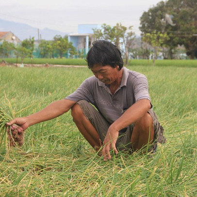 Ninh Thuận: Hành tím rớt giá, nông dân đứng ngồi không yên