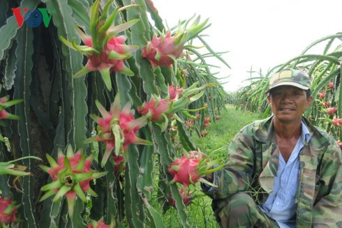 Nông dân Bình Thuận trúng lớn nhờ thanh long giữ giá cao